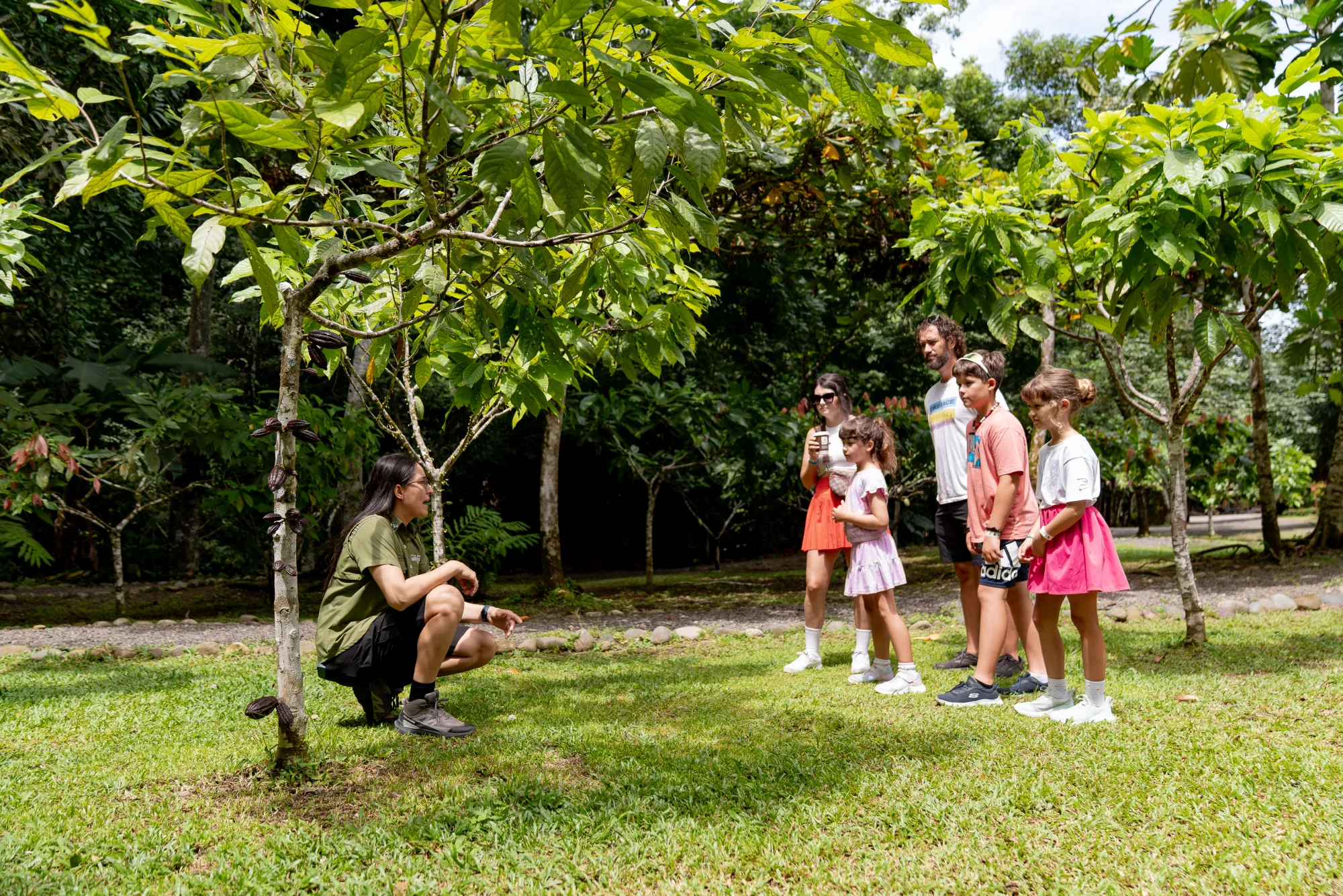 Walk a real cacao plantation